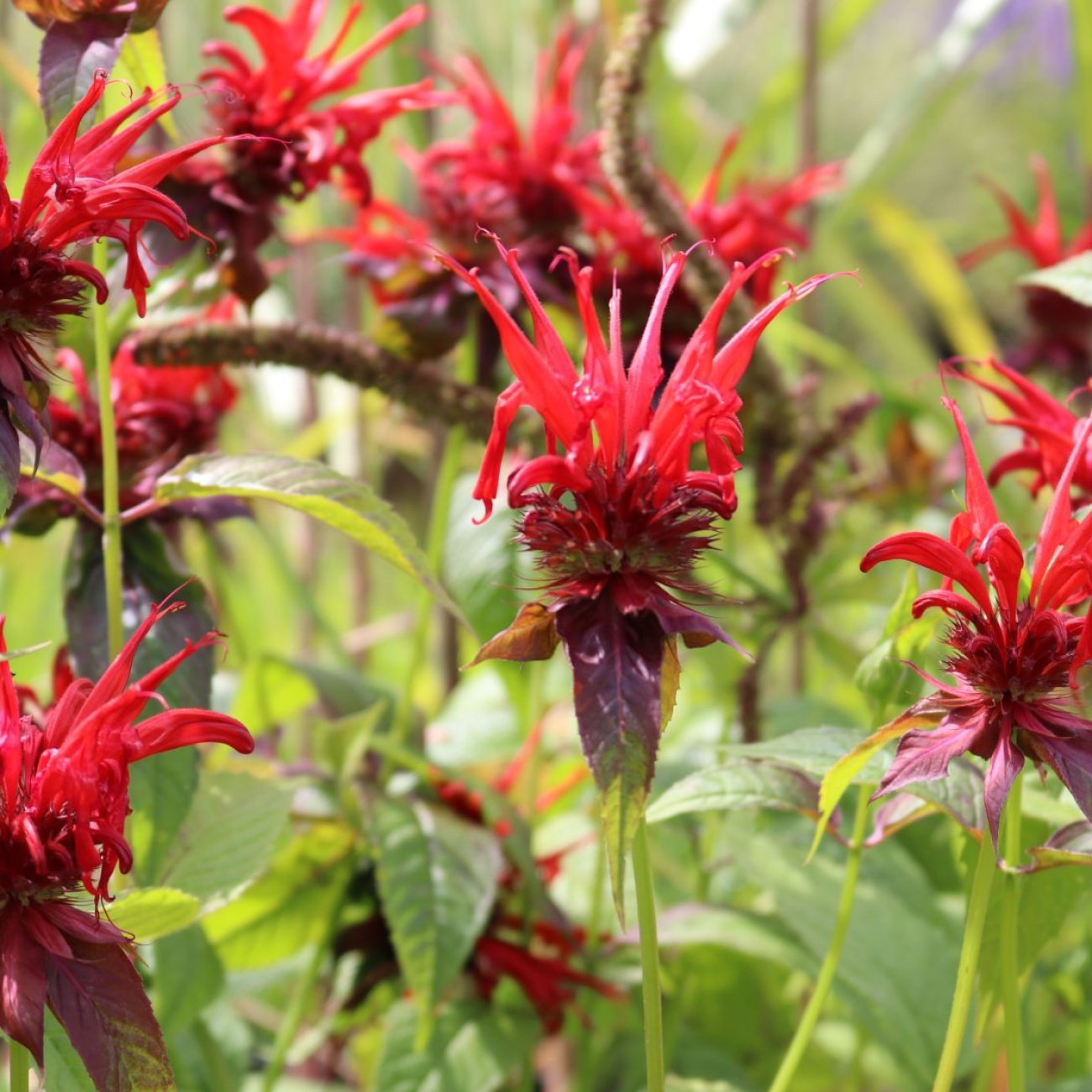 Obrázok Monarda dvojdomá (Monarda didyma) ´CAMBRIDGE SCARLET´ - kont. C1L
